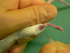 Saphena venipuncture in Mouse (Fdyr)