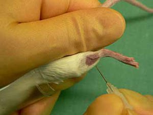 saphenous vein mouse