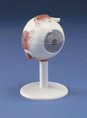 Human Eye (ZKH-467-X) Human Eye (ZKH-467-X)
