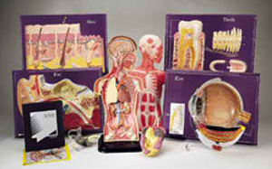 Human Body Media Kit- Hubbard (1981)