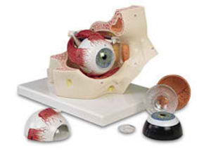 Eye in Orbit - 7 parts Eye in Orbit - 7 parts