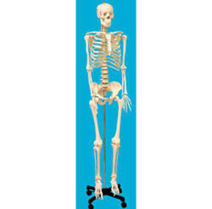Human Skeleton (SB02011M)