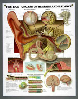 Ear Chart Ear Chart