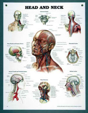 Peter Bachin Anatomical Organ/Structures Chart Series - Head and Neck