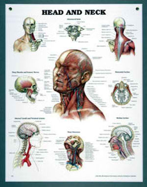 Head and Neck Chart Head and Neck Chart