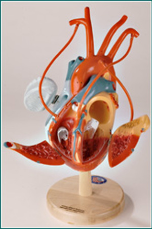 Heart Plus Heart Plus