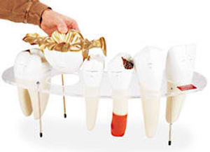 Teeth Multimedia Kit