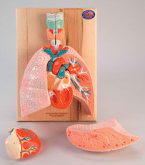 Respiratory Organs and Heart Respiratory Organs and Heart