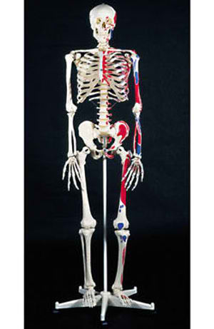 Advanced Skeleton with Muscles