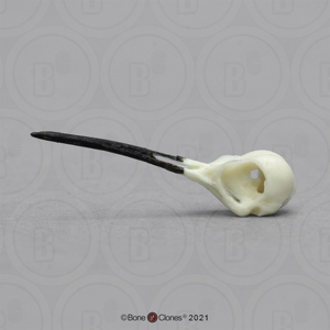 Ruby Throated Hummingbird Skull