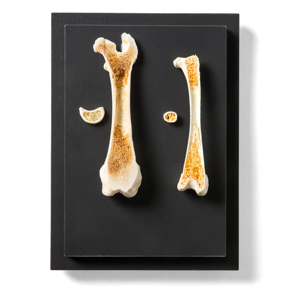 Structure Of A Bird And A Mammal Bone, Specimen