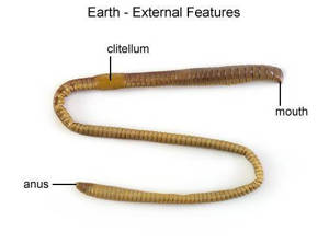 Earthworm (With Labels)