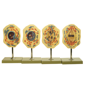 Mitosis Mitosis