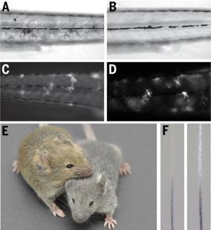 Coloration In Vertebrates