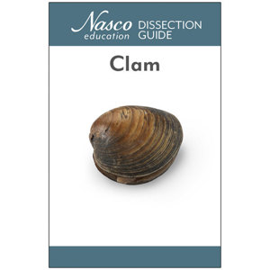 Clam Dissection Guide Clam Dissection Guide