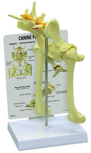 Canine Hip Anatomy Model