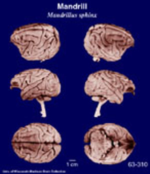 Brain Biodiversity Bank Atlases Mandrill Brain Biodiversity Bank Atlases Mandrill