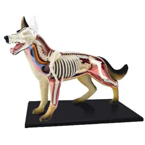 4D Vision Dog Model 4D Vision Dog Model