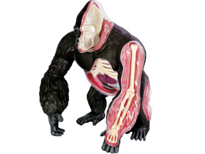 4D Vision Animal Gorilla 4D Vision Animal Gorilla