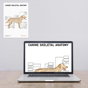 Canine Skeletal Anatomy Poster : Worksheet (Interactive & Printable PDF)