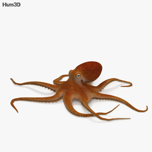 Common Octopus 3D Model