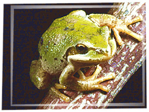 Frog (Web pages) Frog (Web pages)