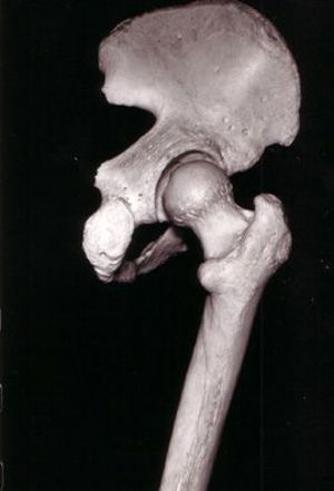 Human Skeletal System (5734) Human Skeletal System (5734)