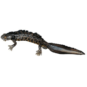 Northern Crested Newt In Its Aquatic Form, Male Northern Crested Newt In Its Aquatic Form, Male