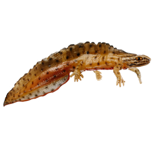 Common Newt In Its Aquatic Form, Male Common Newt In Its Aquatic Form, Male