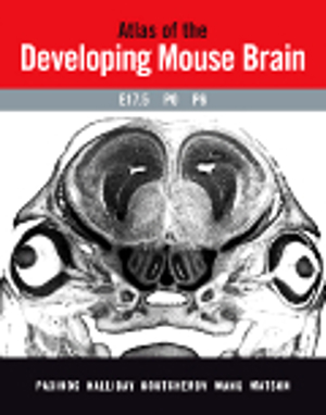 Developing Mouse Brain at E17.5 (8001)