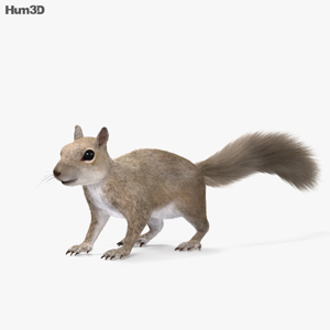 Squirrel 3D Model