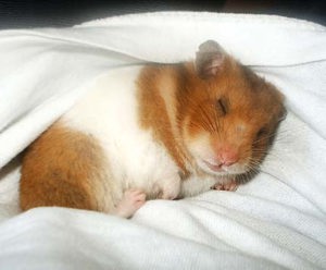 Making Lives Easier for Animals (8073) Making Lives Easier for Animals (8073)