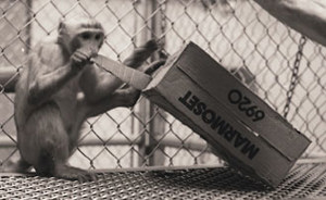 Annotated Bibliography (6743)