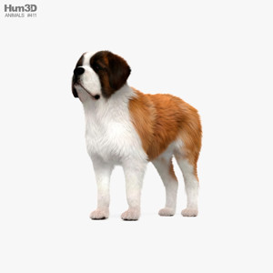St. Bernard 3D Model St. Bernard 3D Model
