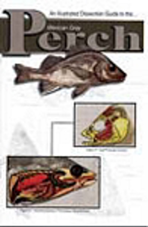 Mexican Gray Perch Dissection (8104)