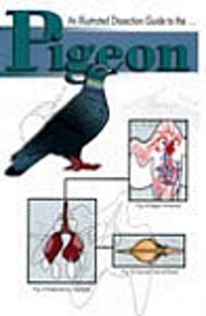 An Illustrated Dissection Guide to the Pigeon