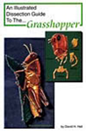 Dissection Guide to the Grasshopper