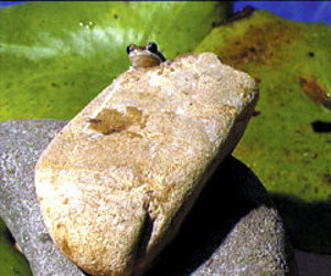 From Egg to Tadpole video (5405) From Egg to Tadpole video (5405)