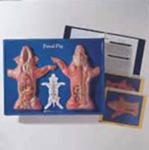 Fetal Pig Activity Model  (2902)