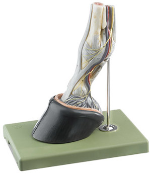 Horse Hoof with Ligaments (5805) Horse Hoof with Ligaments (5805)