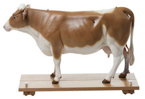 Cow Model (5806) Somso model