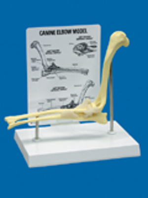 Canine Elbow (5502)