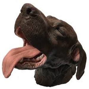 Canine Dental Surgical Model (1) Canine Dental Surgical Model (1)