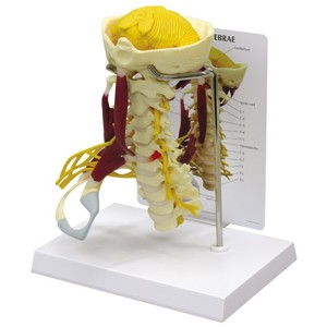 Deluxe Muscled Cervical – Model Deluxe Muscled Cervical – Model