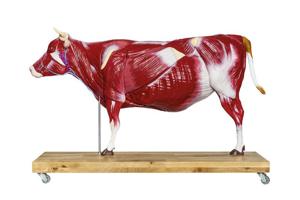 Female Bovine Model (Erler Zimmer)