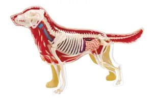 4D Vision Golden Retriever Dog Model 4D Vision Golden Retriever Dog Model
