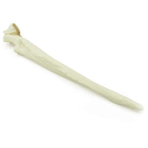 Canine Ulna With Transverse Olecranon Fracture (1)