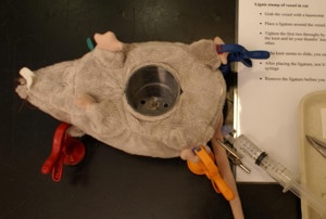 Ligation Of Stump Ligation Of Stump