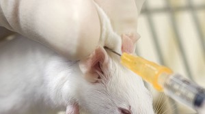 Subcutaneous injection in a Mouse 5883