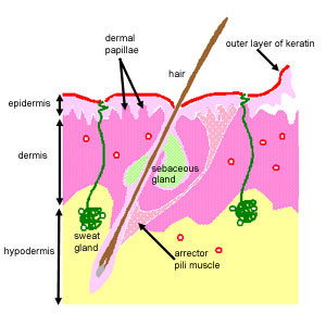 The Histology Guide 5558